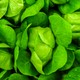 Close-up of fresh, vibrant green lettuce leaves with water droplets. Perfect for healthy eating concepts.